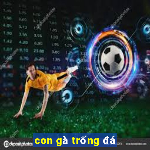 con gà trống đá