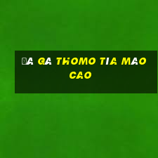 đá gà thomo tía mào cao