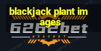 blackjack plant images