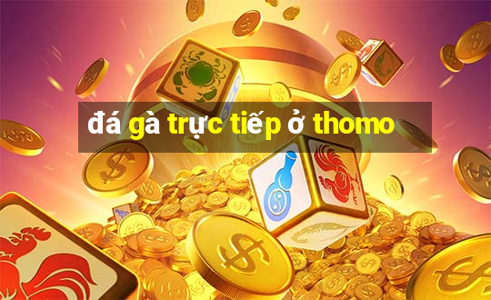 đá gà trực tiếp ở thomo