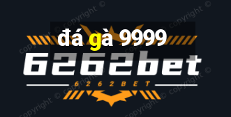 đá gà 9999