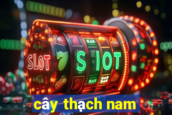 cây thạch nam