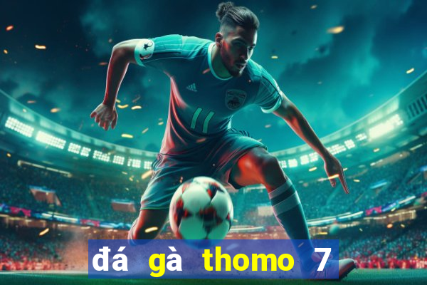 đá gà thomo 7 8 2024