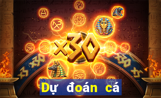 Dự đoán cá cược bóng rổ