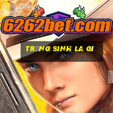 trọng sinh la gì