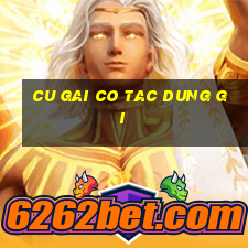 cu gai co tac dung gi