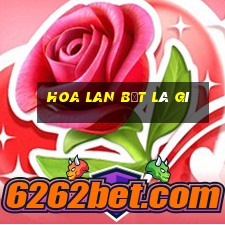 hoa lan bệt là gì