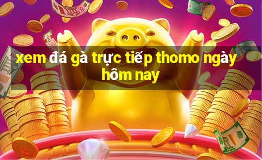 xem đá gà trực tiếp thomo ngày hôm nay