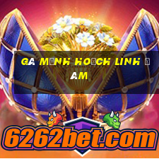 gà mạnh hoạch linh đàm