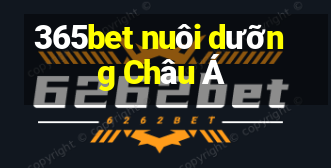 365bet nuôi dưỡng Châu Á