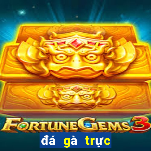 đá gà trực tiếp 8 4 2024