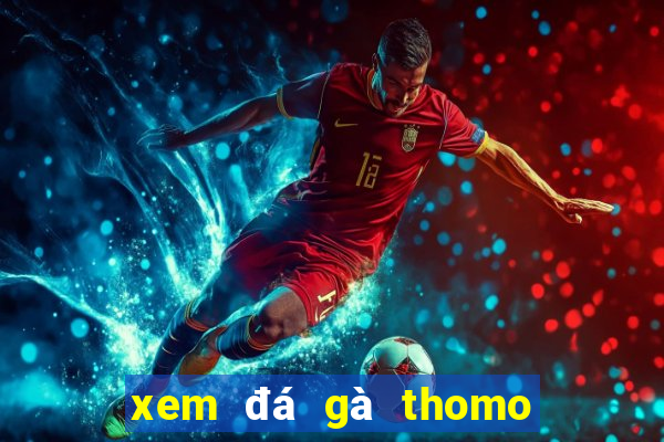 xem đá gà thomo mới nhất