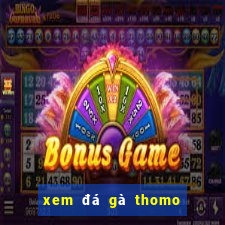 xem đá gà thomo mới nhất