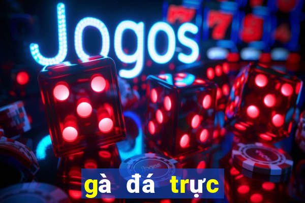 gà đá trực tiếp thomo