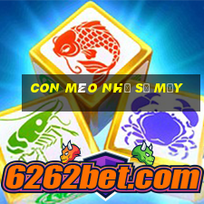 con mèo nhỏ số mấy