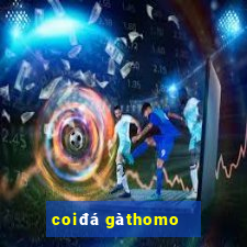 coi đá gà thomo