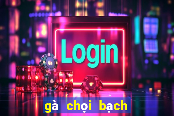 gà chọi bạch đầu hổ