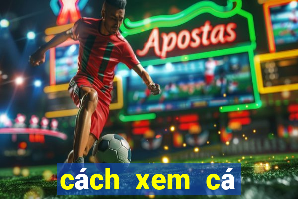 cách xem cá cược bóng đá