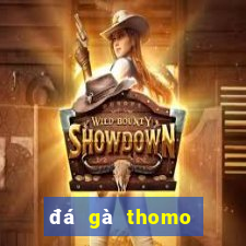 đá gà thomo hôm nay trận 23