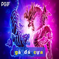 gà đá cựa sắt casino