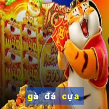 gà đá cựa sắt casino