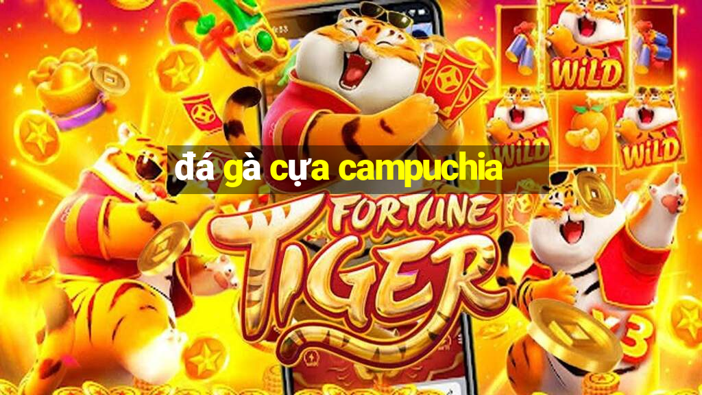 đá gà cựa campuchia