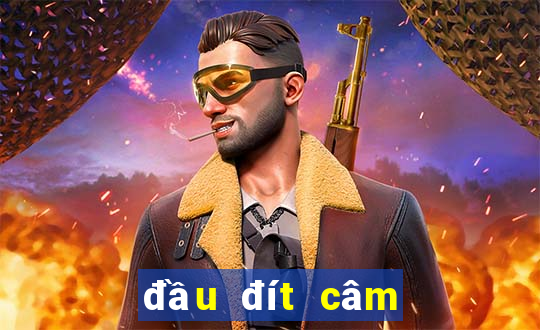 dau dit cam danh con gi