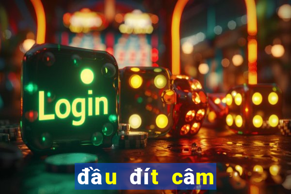 dau dit cam danh con gi