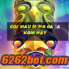 coi màu mạng gà đá hôm nay