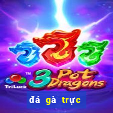 đá gà trực tiếp casino 999