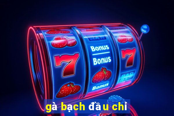 gà bạch đầu chỉ