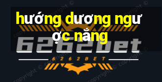 hướng dương ngược nắng