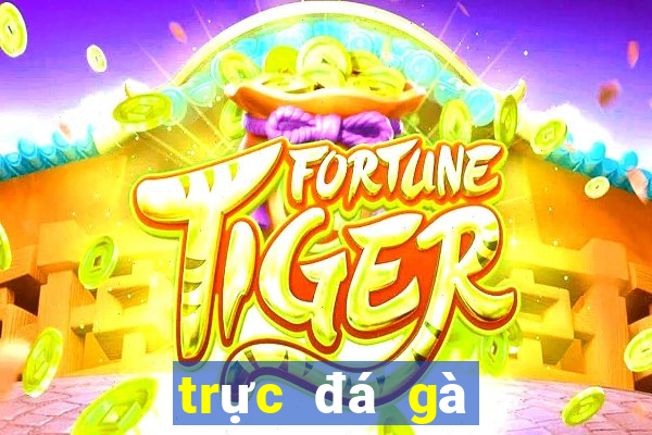 trực đá gà thomo c3