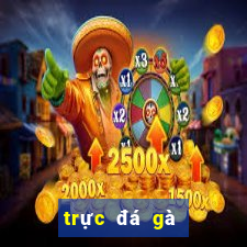 trực đá gà thomo c3