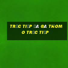 trực tiếp đá gà thomo trực tiếp