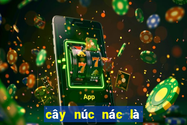 cây núc nác là cây gì