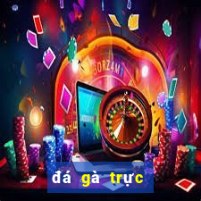 đá gà trực tiếp bên casino