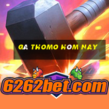 gà thomo hôm nay