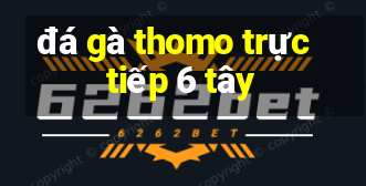 đá gà thomo trực tiếp 6 tây