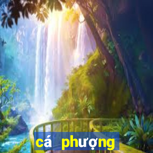 cá phượng hoàng lửa