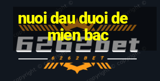 nuoi dau duoi de mien bac