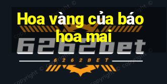 Hoa vàng của báo hoa mai