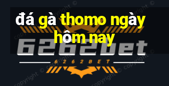 đá gà thomo ngày hôm nay